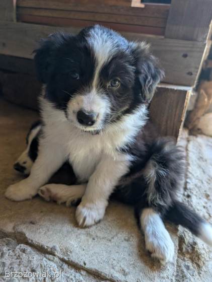 Border Collie