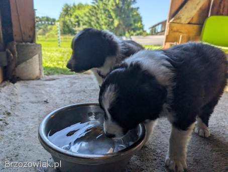 Border Collie