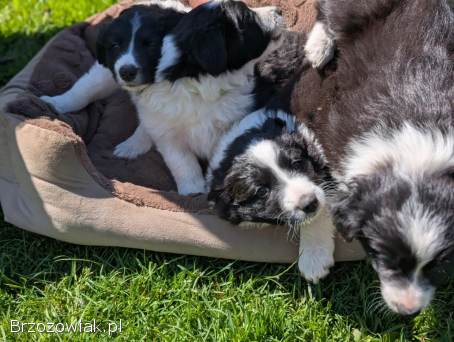 Border Collie