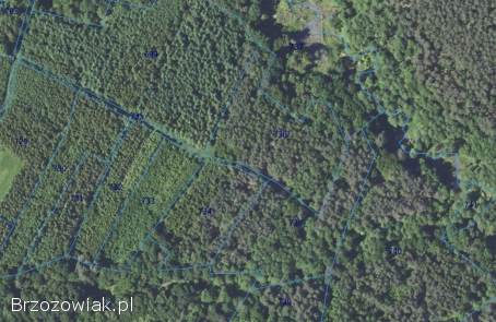 Sprzedam las -  1,  7ha 110 000zł