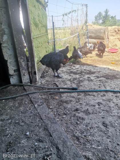 Koguty australorp