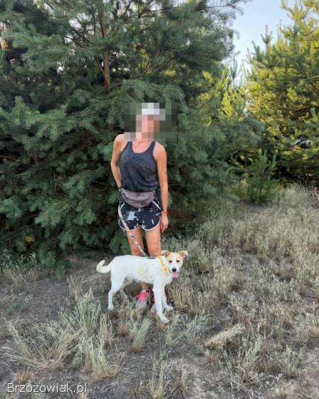 Kefir -  12 miesięczny,  przyjazny terierek!