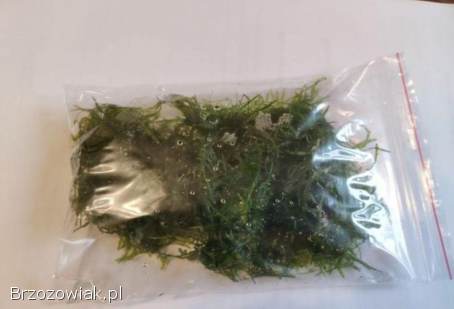 Mech akwariowy Tajwan Moss Java Moss