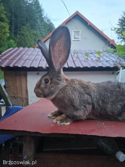 Króliki czystorasowe rozne rasy