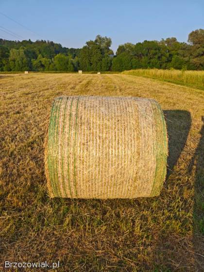 Piękne baloty siana z łąki zielnej – tymotka,  życica,  okolice Bieszczad