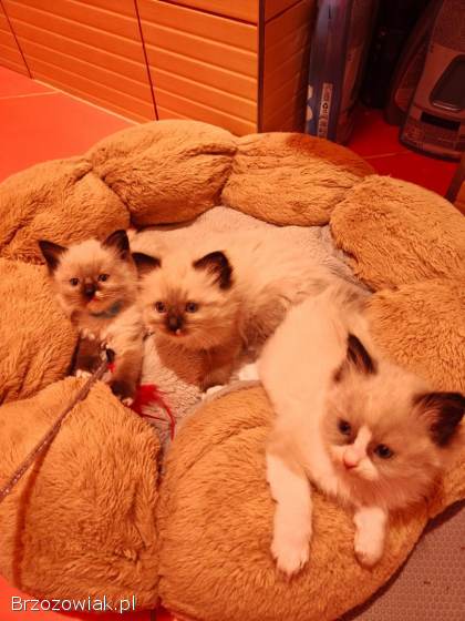 Kotki rasy ragdoll