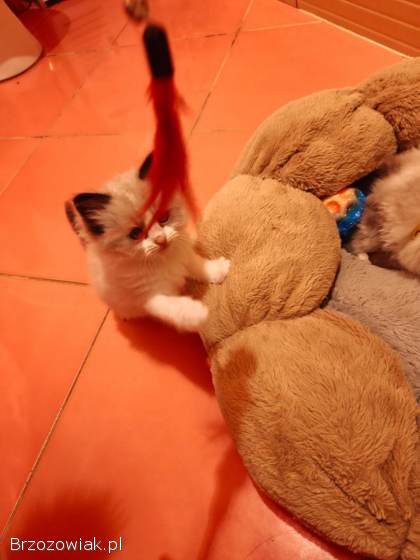 Kotki rasy ragdoll