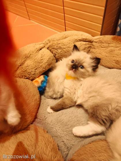 Kotki rasy ragdoll