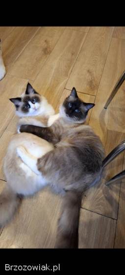 Kotki rasy ragdoll