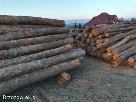 Modrzew