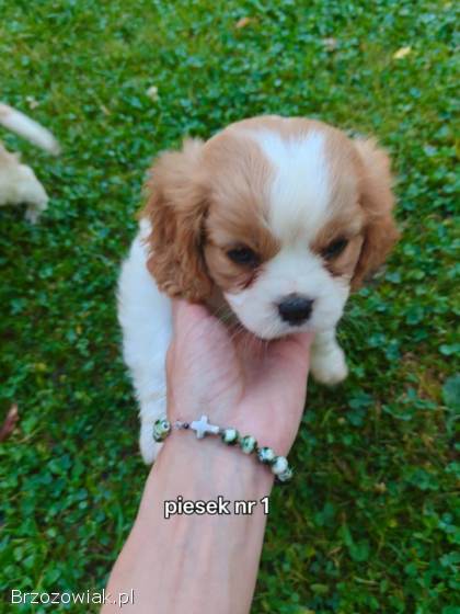 Pieski rasy Cavalier King spaniel