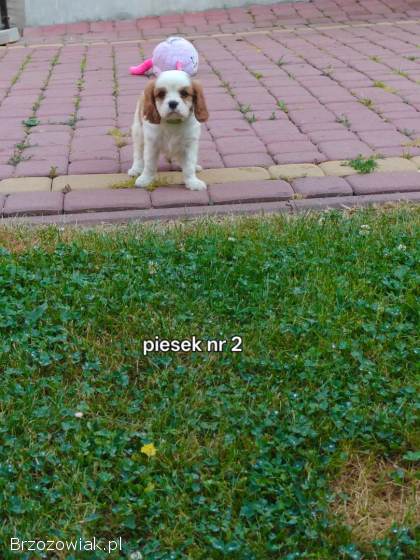 Pieski rasy Cavalier King spaniel