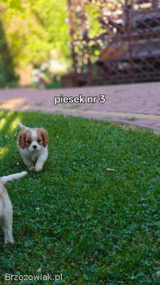 Pieski rasy Cavalier King spaniel