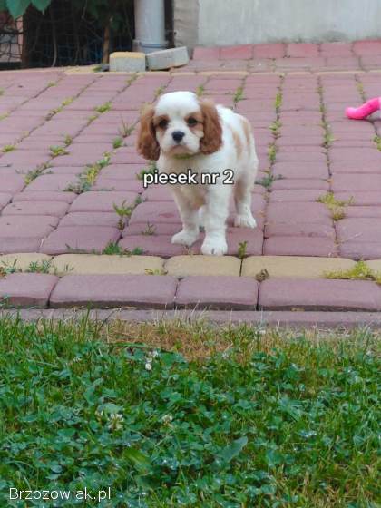 Pieski rasy Cavalier King spaniel