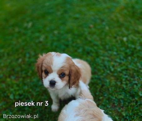 Pieski rasy Cavalier King spaniel
