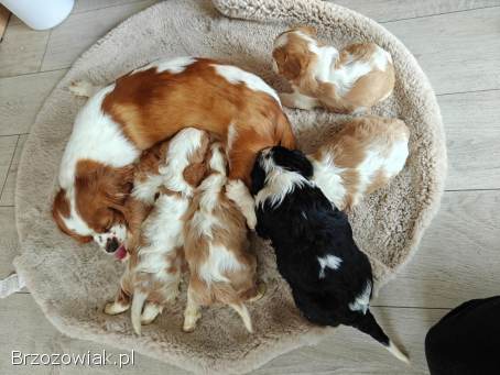 Pieski rasy Cavalier King spaniel