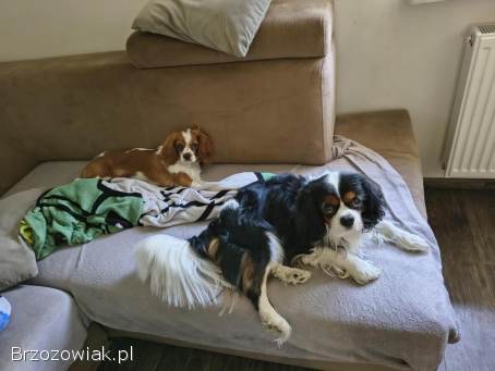 Pieski rasy Cavalier King spaniel
