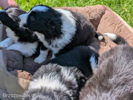 Szczenięta Border Collie