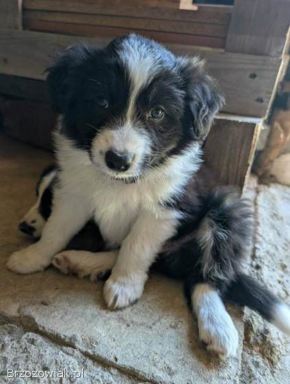Szczenięta Border Collie
