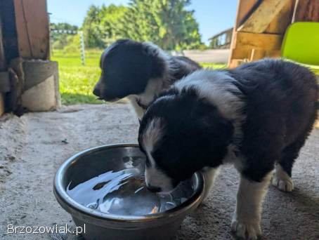 Szczenięta Border Collie