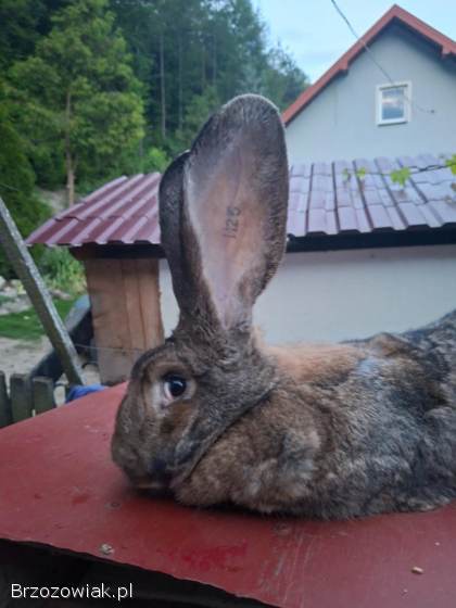 Kroliki roznych ras
