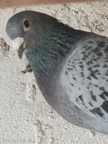 Golebie pocztowe 2pary