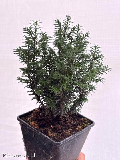 Cis pospolity ANNA Taxus baccata