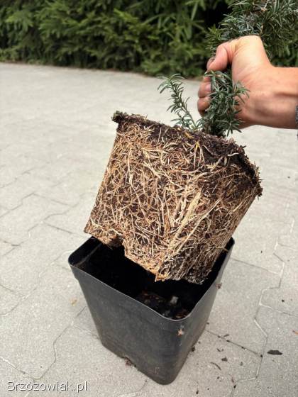 Cis pośredni Wojtek -  wiele sztuk