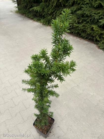 Cis pośredni Hicksii -  wiele sztuk