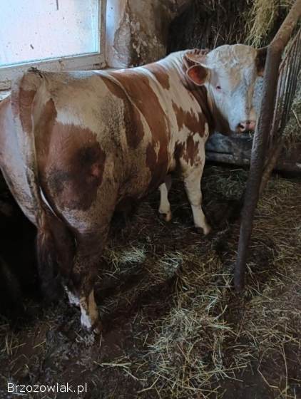 Sprzedam buchaja