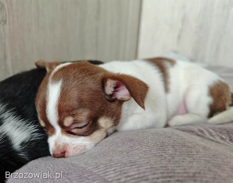 Oddam szczeniaka,  suczka rasy Chihuahua.