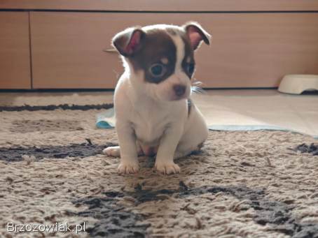 Oddam szczeniaka,  suczka rasy Chihuahua.