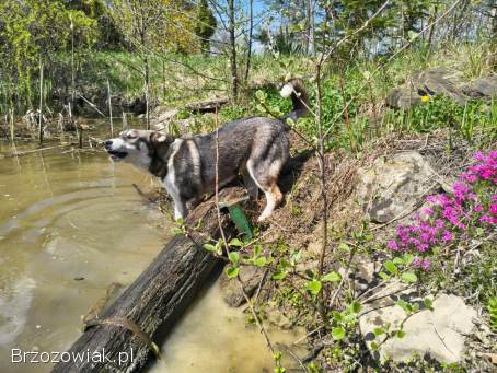 Husky/Owczarek Podhalański