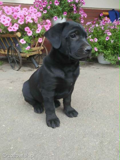Oddam psa rasy Labrador