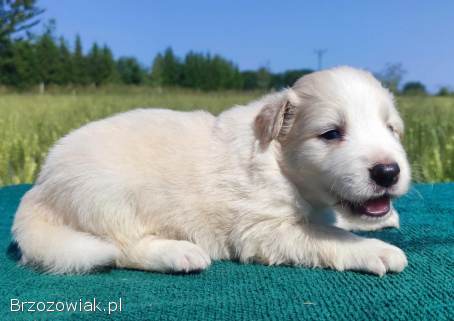 Border Collie -  Pies maści EE-RED,  dokumenty hod,  badania rodz.