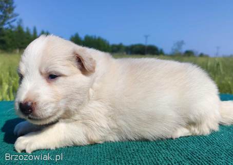 Border Collie -  Pies maści EE-RED,  dokumenty hod,  badania rodz.