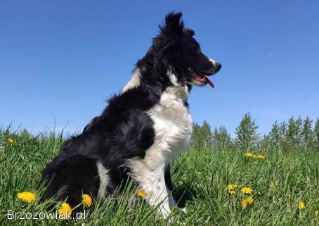 Border Collie -  Pies maści EE-RED,  dokumenty hod,  badania rodz.