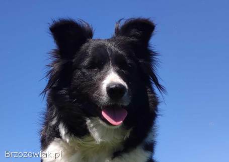 Border Collie -  Pies maści EE-RED,  dokumenty hod,  badania rodz.