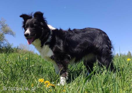 Border Collie -  Pies maści EE-RED,  dokumenty hod,  badania rodz.