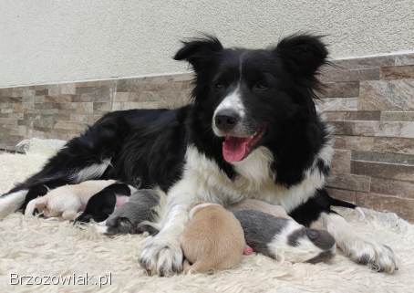 Border Collie -  Pies maści EE-RED,  dokumenty hod,  badania rodz.