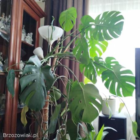 Kwiat Monstera