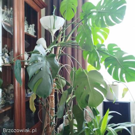 Kwiat Monstera