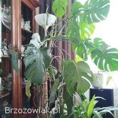 Kwiat Monstera