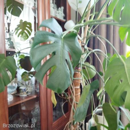Kwiat Monstera