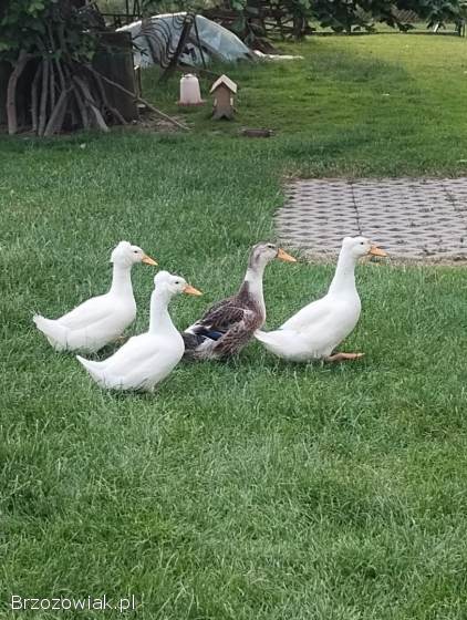 Kaczki staropolskie czubate