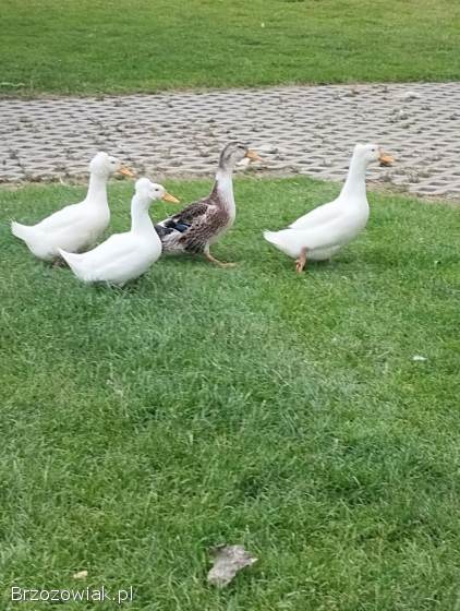 Kaczki staropolskie czubate