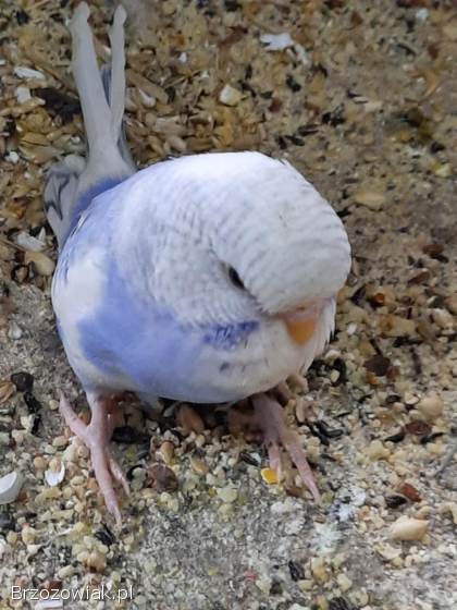 Papugi