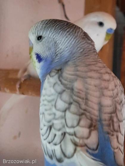Papugi