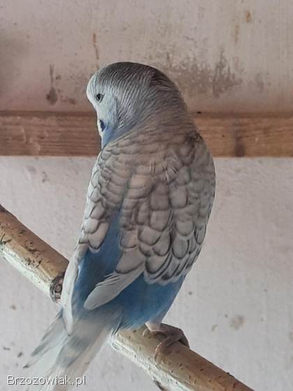Papugi