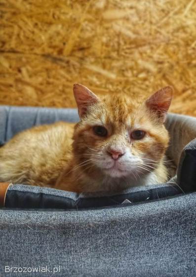 Garfield -  mądry,  ułożony kotek szuka domu!